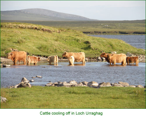 Senior cows & weaned calves