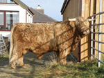 Piobaire Ruadh of Dunvegan
