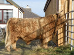 Piobaire Ruadh of Dunvegan