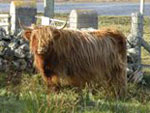 Mairi a’ Ghlinne of Brue