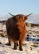 Ceit na Mara of Tom Buidhe