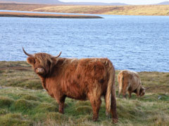 Fl&ograve;raidh of Tom Buidhe