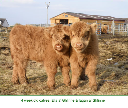 Senior cows & weaned calves