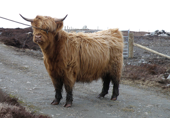 Gruagach an Eilein of Brue  (2 year old heifer)