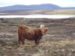 Aingeal of Tom Buidhe