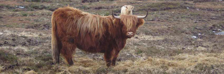 Aingeal of Tom Buidhe
