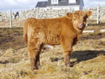 Heifer calf 'Caileag nam Beann of Brue'