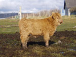 Heifer calf 'Mairi a' Ghlinne of Brue'