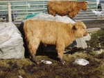 Heifer calf 'Morag a' Ghlinne of Brue'