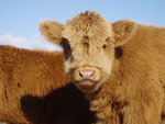 Bull calf 'Morgan an Eilein of Brue'
