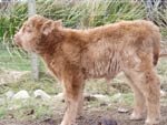 2-day old heifer calf Eilidh nam Beann of Brue