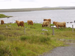Brue & Tom Buidhe cattle at Loch Urraghag