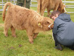 4 month old heifer calf 'Caileag nam Beann of Brue'