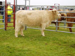 2 year old heifer 'Ceit an Eilein of Brue' at the West Side Agricultural Show