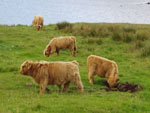 Brue calves on Cnoc na h-Ath