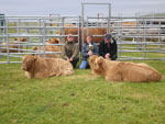 Brue Fold - first winner of J M Kerr Memorial Cup for highest points in cattle