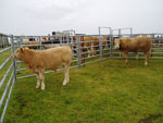 Supreme & Reserve Cattle Champions from K M MacLeod, 9 Brue