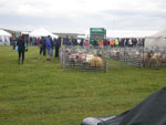 Getting ready for sheep judging