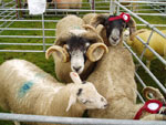 Some sheep winners