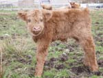 2-day old bull calf 'Casgro a' Ghlinne of Brue