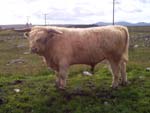 Angus 4th of Dunvegan