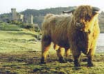Ben Buidhe of Inveraray