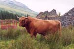 Dougald Prince of Killilan, on Mull, 2004