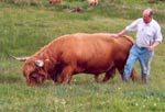 Dougald Prince of Killilan, on Mull, 2004