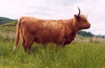 Caileag Bheag 8th of Callachally, on Mull, 2004