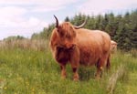 Caileag Bheag 8th of Callachally, on Mull, 2004