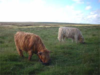 14-month old bullocks on Summer pasture in Tom Àirigh Bàin