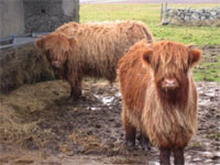 April 2006 born calves: Fl&ograve;raidh of Tom Buidhe awaits dessert while Uilleam III finishes off the main course