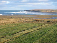 Only one cow to be seen but the Atlantic rollers keep rolling in.