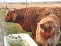 6-month old heifer calf, Fòraidh of Tom Buidhe, with her mother, Caileag Bheag 22nd of Pennygown