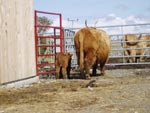 Caileag Bheag 17th of Callachally with her 2-day old bull calf