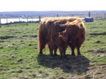 Caileag Bheag calved