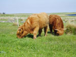 Yearling heifers walked on halter to Croft 19 (Lot an leas) for summer grazing.