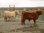 Yearling bull and bullock given more halter training