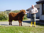Another very warm day in Brue - 27˚! Yearling heifers dosed for liver fluke and washed.