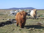 Vet visit for herd Brucellosis and Premium Cattle Health Scheme blood tests