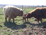 Màiri Bhuidhe calved – bull calf Uilleam Òg III of Tom Buidhe