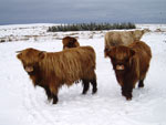 Bullocks & young heifer on Tom Mor Urraghag