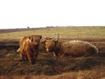 11. Caileag Bheag 17th of Callachally with her 9 month old heifer calf Eilidh nam Beann of Brue