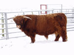 21 month old bull Crusoe of Brue