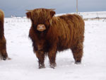 9 month old heifer calf Eilidh nam Beann of Brue