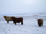 Young heifer & bullocks, Loch Urraghag & Beinn Bhragair backdrop