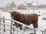 4 year old bull Piobaire Ruadh of Dunvegan