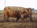 Sine a' Ghlinne of Brue with first calf Morag a' Ghlinne of Brue