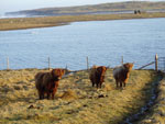 Tom Buidhe Fold cows - Baile Staigh Bhru