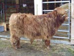 10-month old bull calf Crusoe of Brue